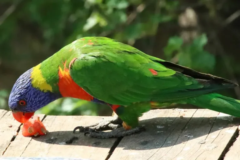 Feeding Watermelon to Birds
