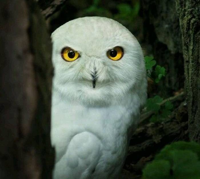 Folding Your White Owl Bird Bucks