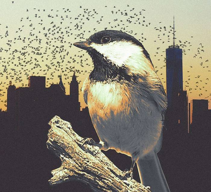 Integrating Ecology and Design Towards Bird Friendly Cities