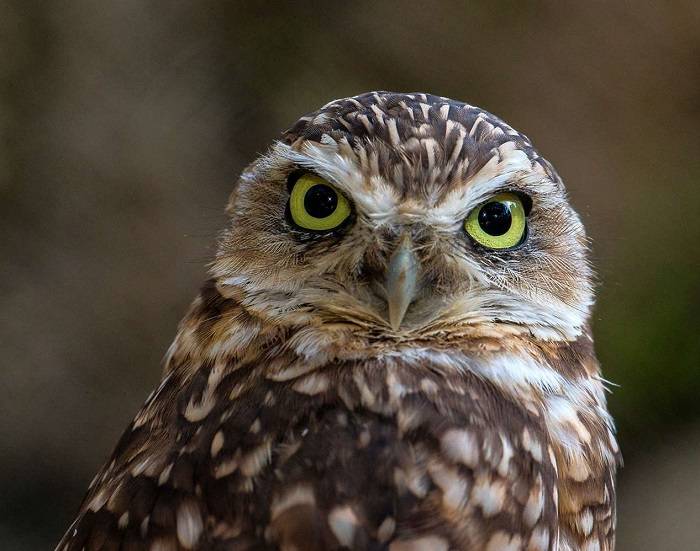 Introduction to the Calm Fit Bird Lifestyle