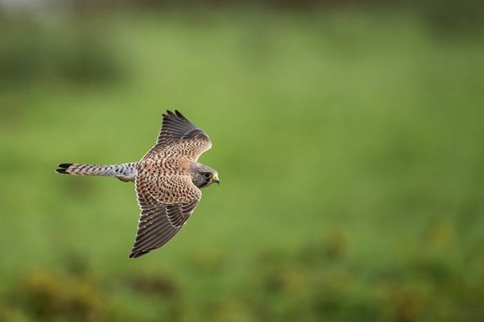 Kestrel