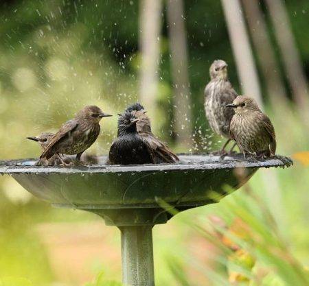 How to Mosquito-Proof Your Bird Bath: Tips for a Bug-Free Oasis
