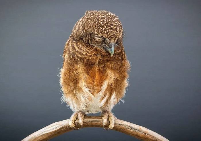 Nocturnal Habits and Behavior