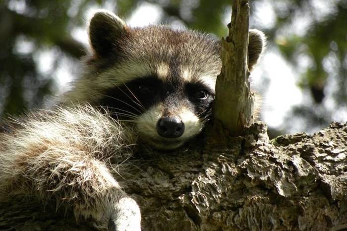 Raccoon study measures ecological impact of fear