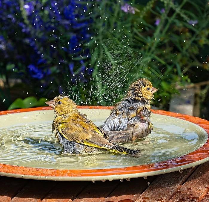 The Allure of Bird Baths 1