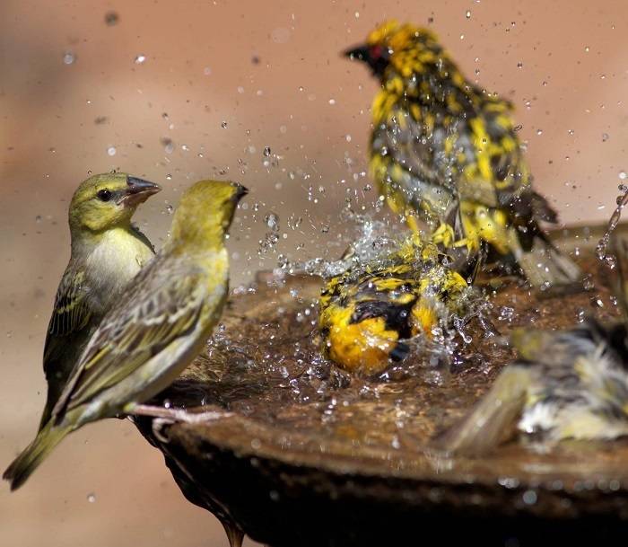 The Allure of Bird Baths