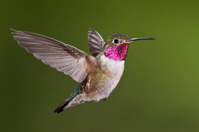 The Biology of Hummingbirds