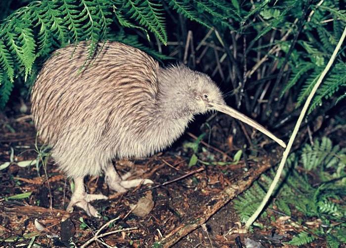 Unraveling The Mysteries Of The Kiwi Bird A Comprehensive Exploration 