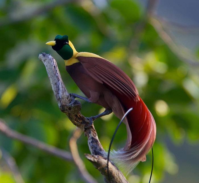 The Fascinating World of the Bird of Paradise 1