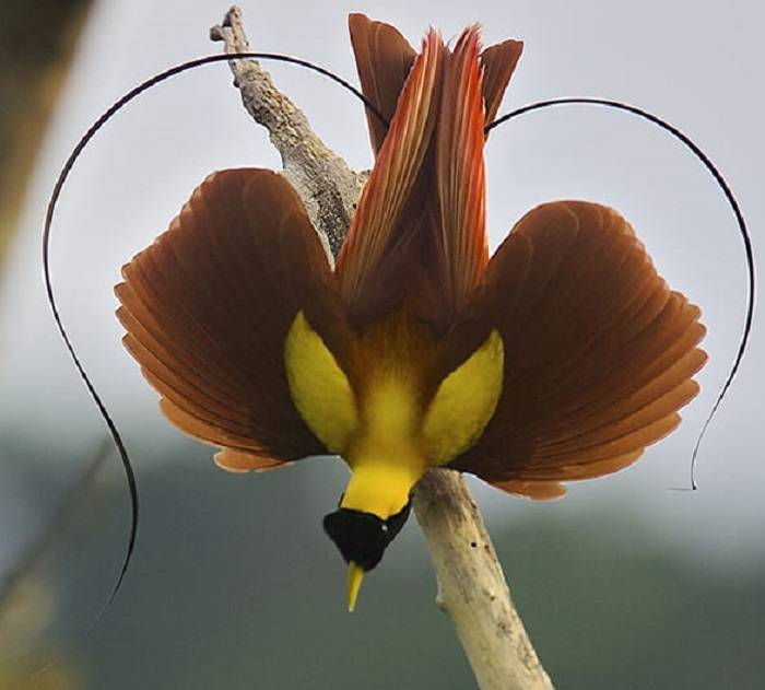The Fascinating World of the Bird of Paradise