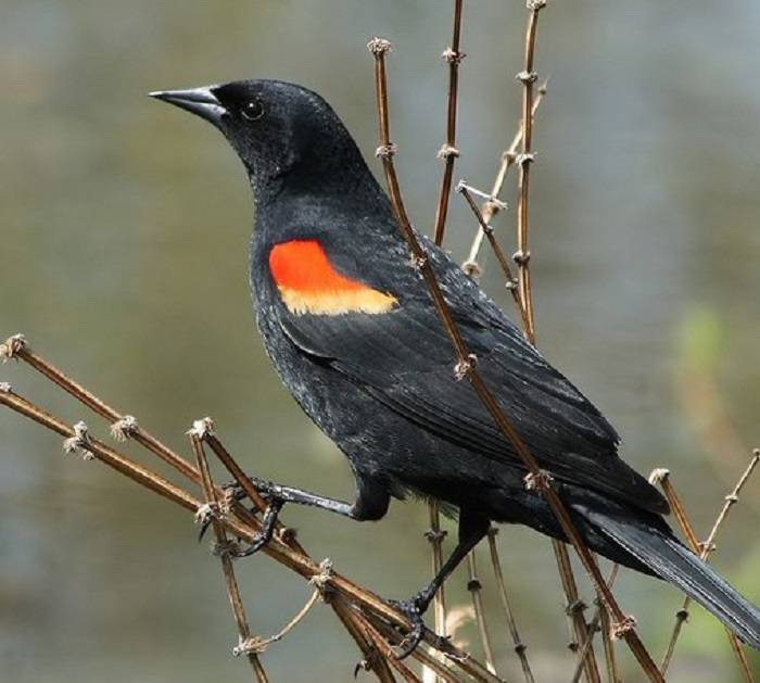 The Phenomenon of Black Bird 1