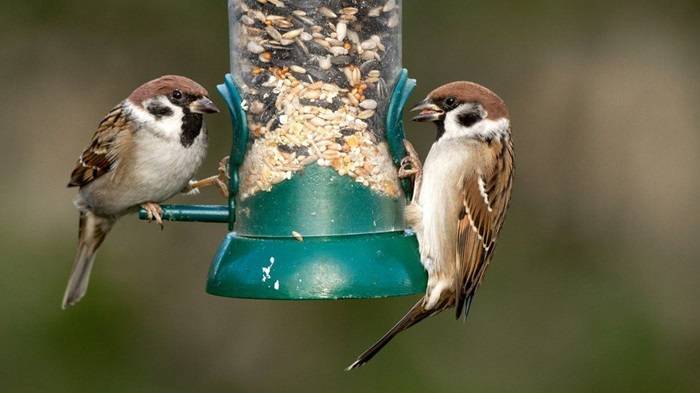 The Risks of Feeding Birds Human Foods