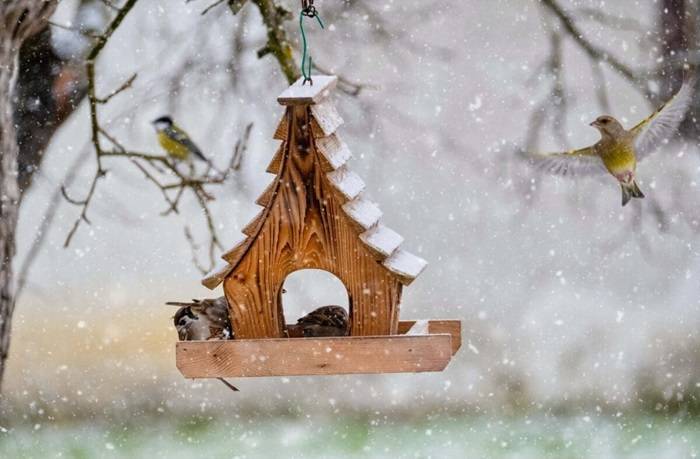 The Role of Birdhouses in Winter Survival