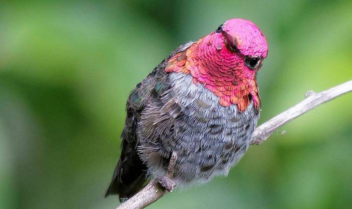 The Role of Citizen Science in Hummingbird Research