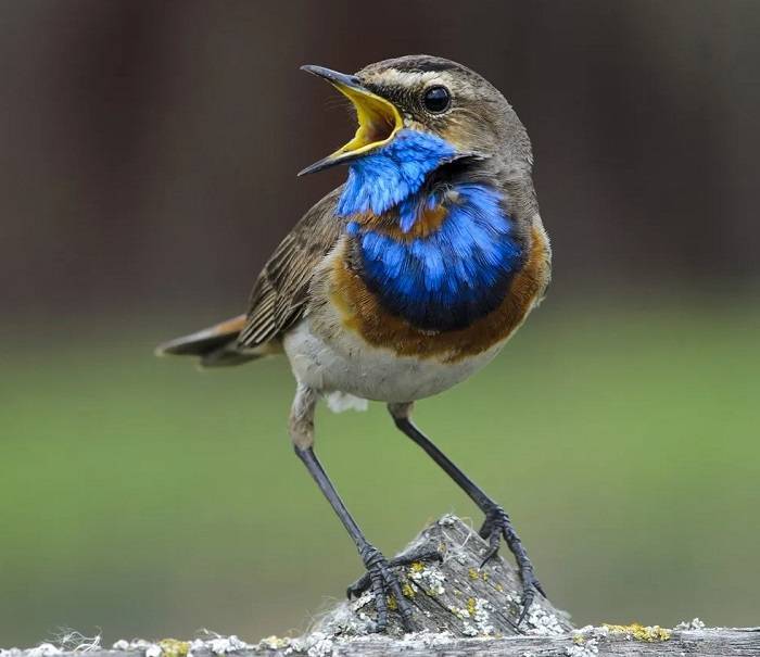 Understanding Bird Behavior 1