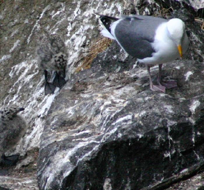 Understanding Bird Droppings