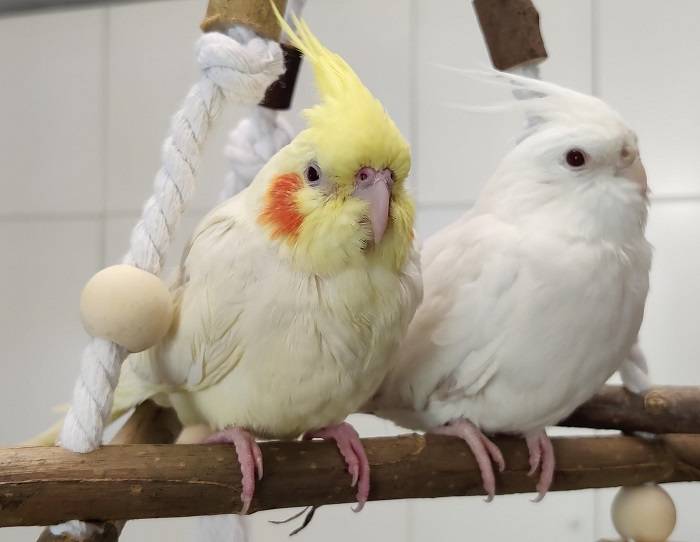 Understanding Your Birds Needs 1