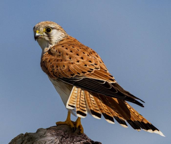 Unveiling the Mysteries of the Crested Woodland Bird 1