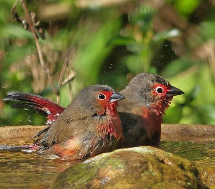 Unveiling the Mysteries of the Crested Woodland Bird