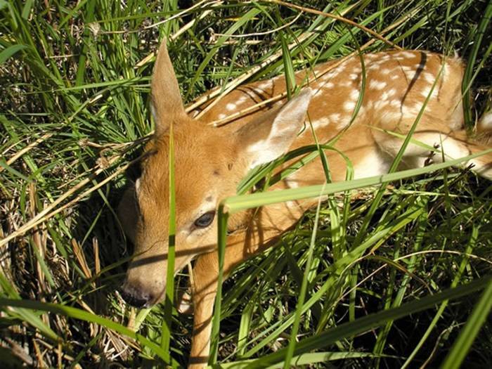 White tailed Deer Images
