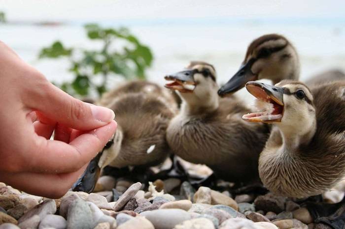 Why You Shouldnt Feed Your Ducks Bread