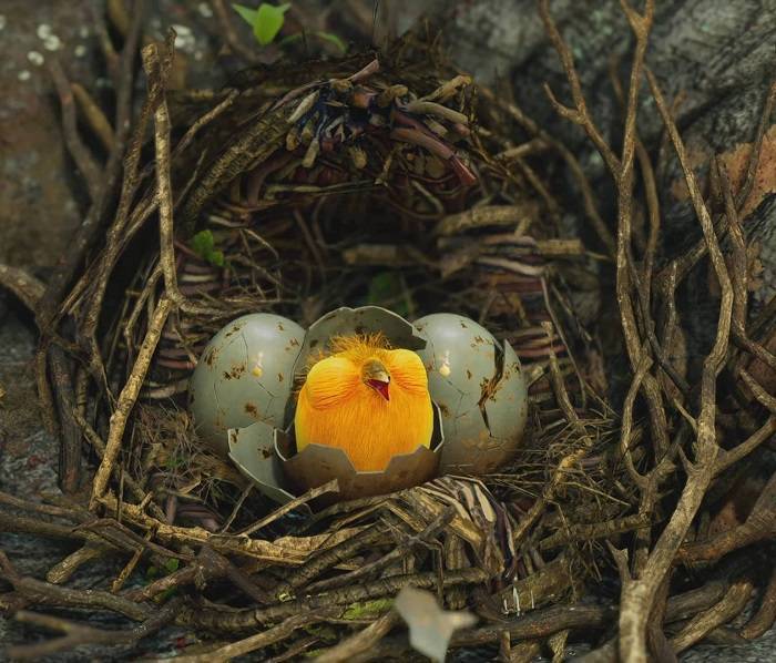 a bird in the hand hogwarts legacy 1
