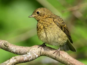 baby robin