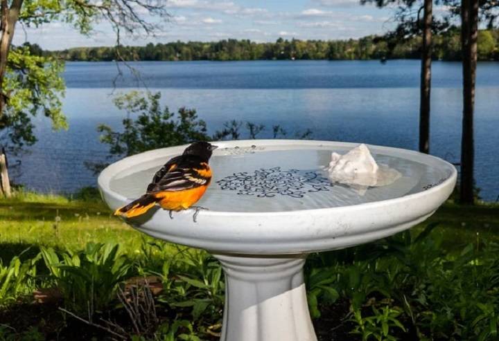 Exploring the Tranquil Oasis: Discovering Bird Baths Near Me bird baths near me