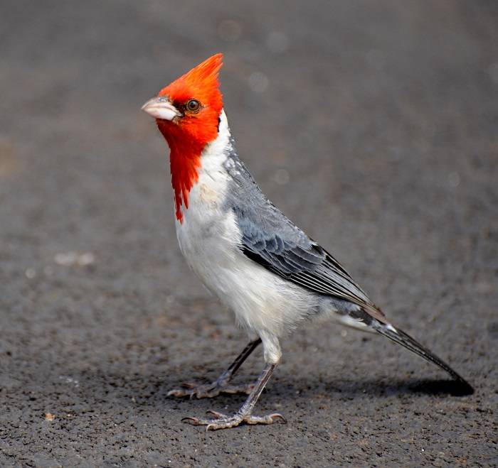 bird with red head 1