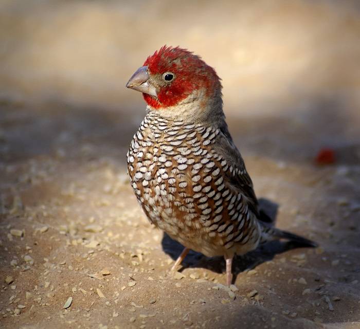 bird with red head 2