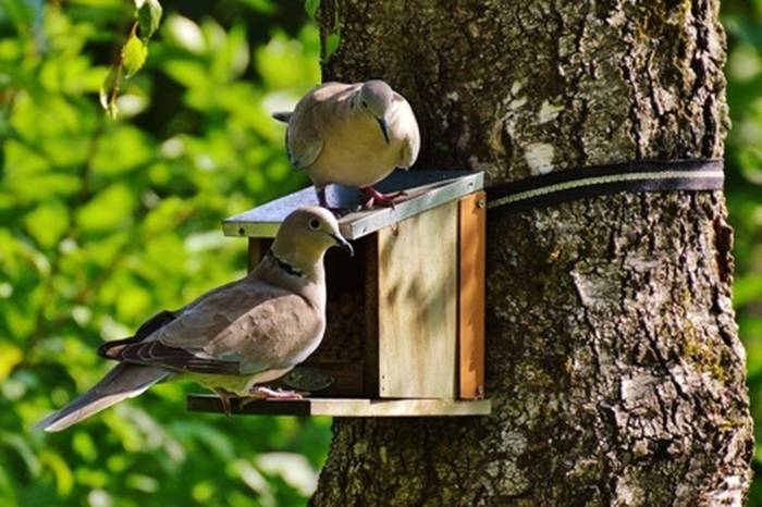 brown and beige short beak claw foot bird on bird house