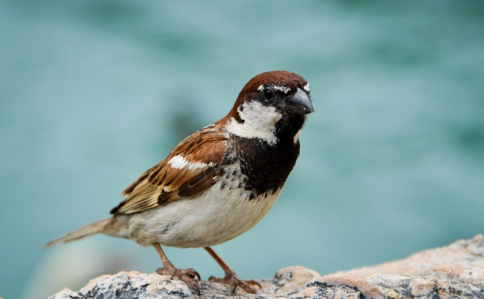 Unraveling the Intriguing Dynamics of House Sparrows: A Comprehensive Exploration cip 5982015337