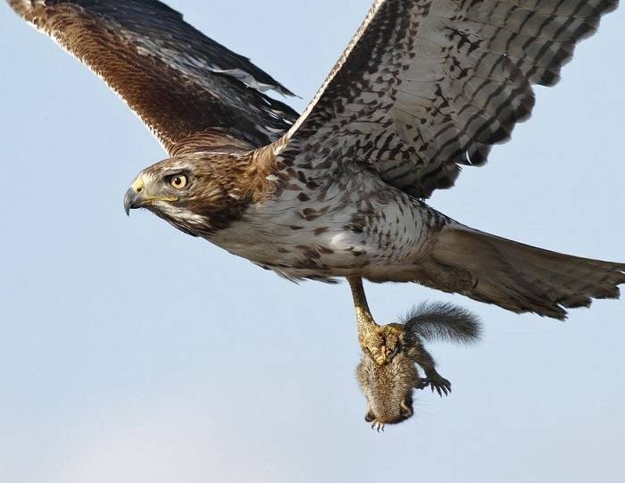 do hawks eat raccoons 1