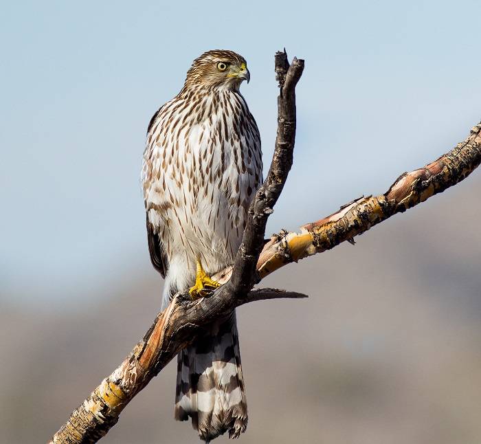 do hawks eat raccoons 2