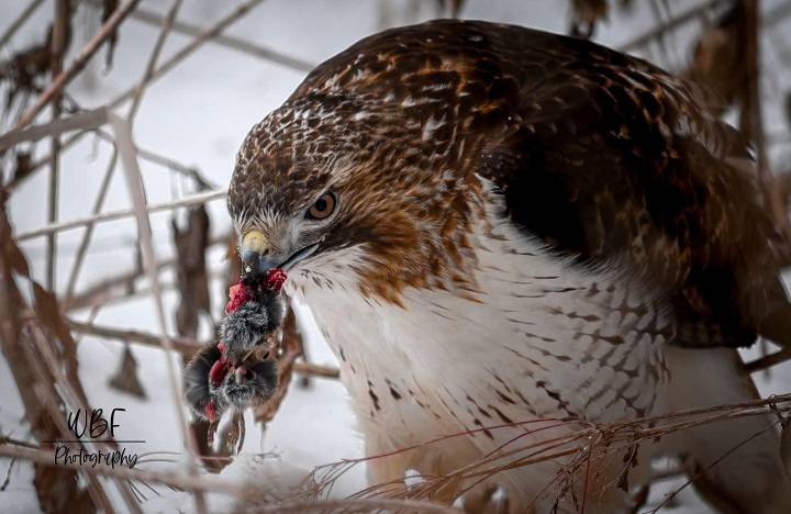 Unveiling the Predatory Dynamics: Do Hawks Feast on Raccoons? do hawks eat raccoons