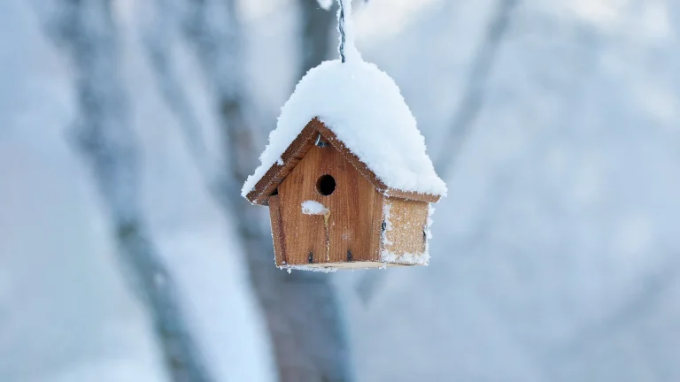 how to clean and winterize your bird house