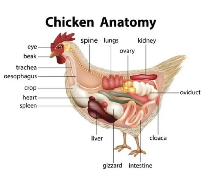 is a chicken a bird 1