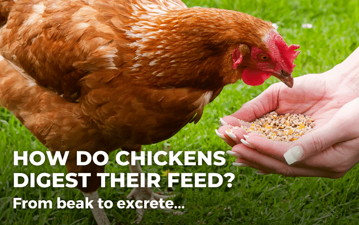 The Age-Old Question: Is a Chicken Truly a Bird? is a chicken a bird