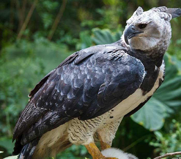 Top 5 Largest Birds of Prey Majestic Hunters in the Sky