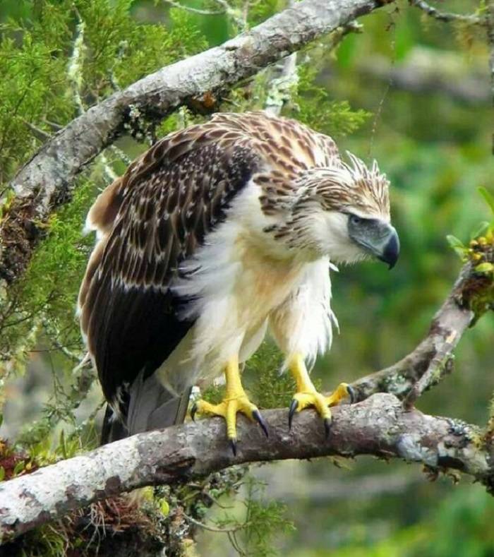 largest bird of prey 2