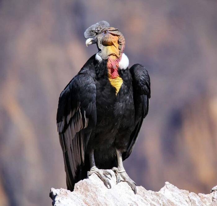 largest flying bird in the world 2