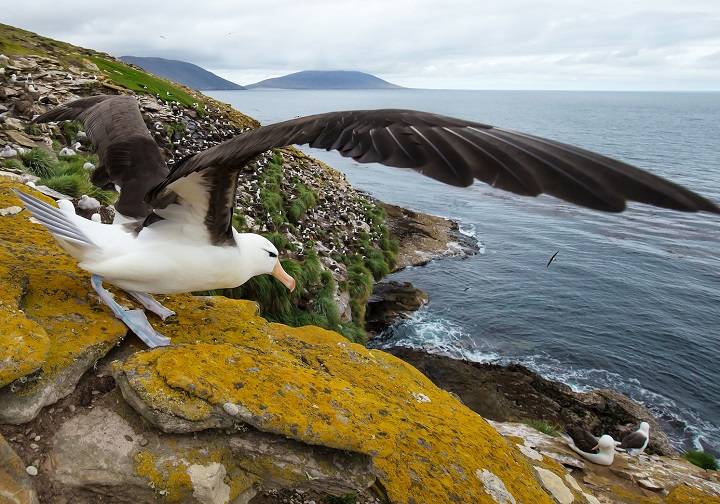 Unveiling the Majesty of the Largest Flying Bird in the World: A Comprehensive Exploration of the Albatross largest flying bird in the world