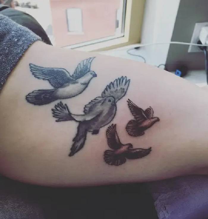 little bird jonas brothers 1