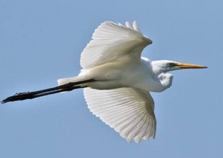 Elegance on Stilts: Exploring the World of Long-Legged Wading Birds long legged wading bird