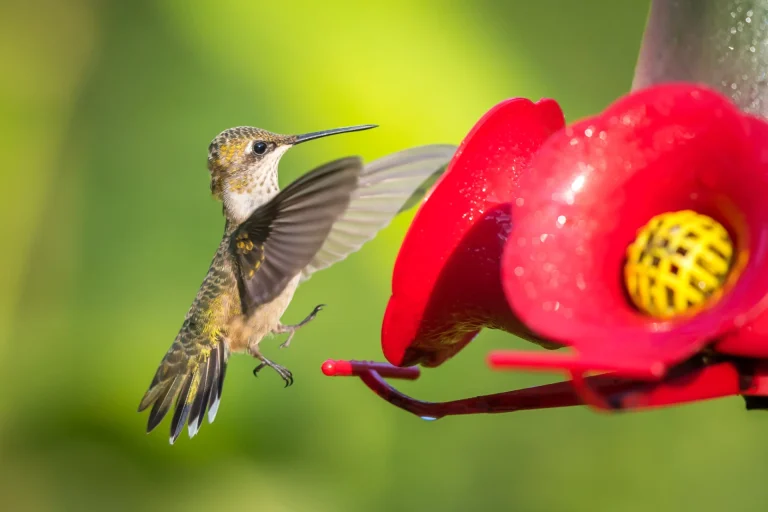 maryland hummingbirds