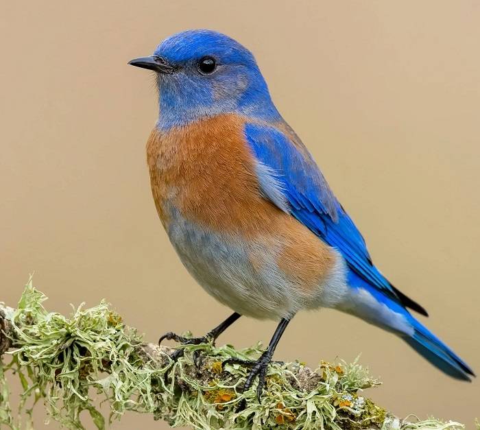 new york state bird 1