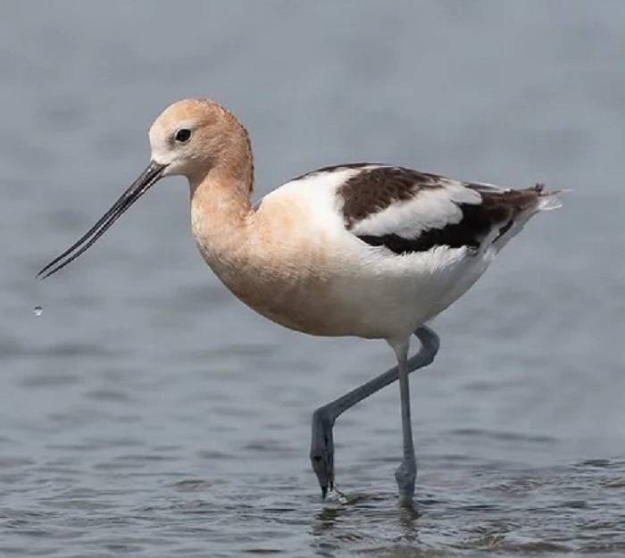 shore bird with a curved beak 1
