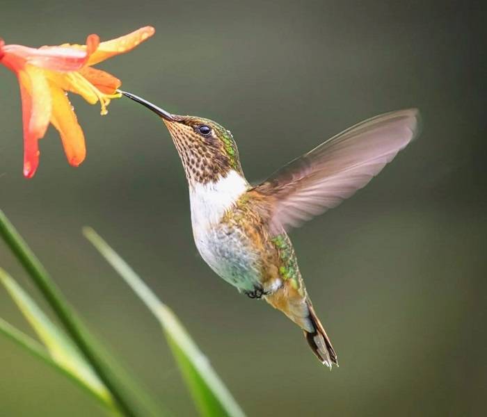 smallest bird in the world 2