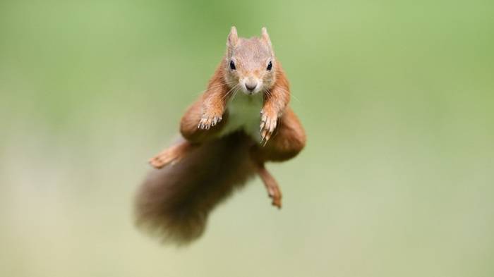squirrel leap gi8s3f