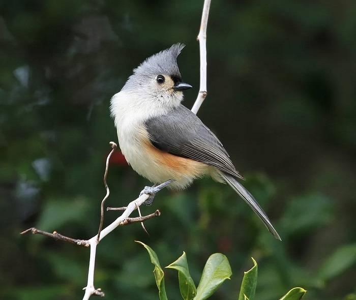 the bird in the mountains 1